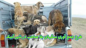 اجرای طرح جمع آوری سگهای بلا صاحب در شهر آبیک