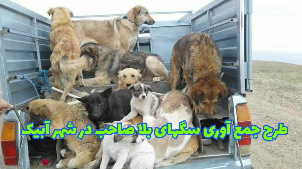 اجرای طرح جمع آوری سگهای بلا صاحب در شهر آبیک