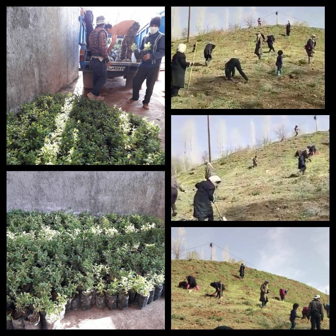 آغاز کشت صنعتی گیاهان دارویی برای اولین بار در شهرستان طالقان